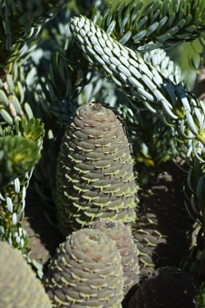 Abies koreana - maturing female cones; the tips of bracts are visible below each cone scale